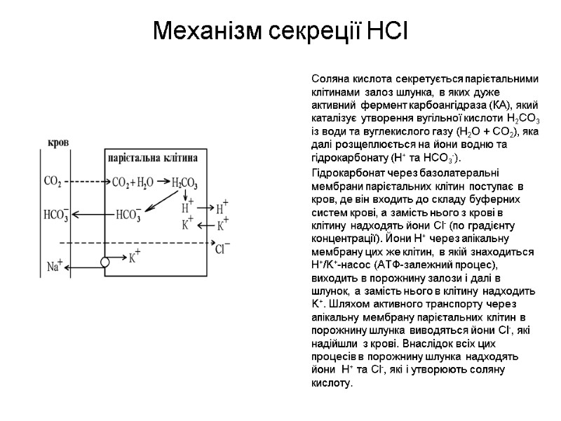 Механізм секреції HCl   Соляна кислота секретується парієтальними клітинами залоз шлунка, в яких